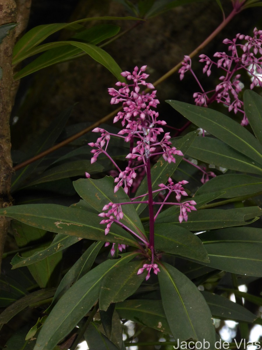 Ardisia rothii A.DC.